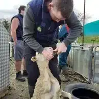 eleve mfr rhone examine la dentition d un agneau lors d une