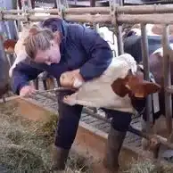 eleve mfr rhone manipule une vache dans une etable dans le c