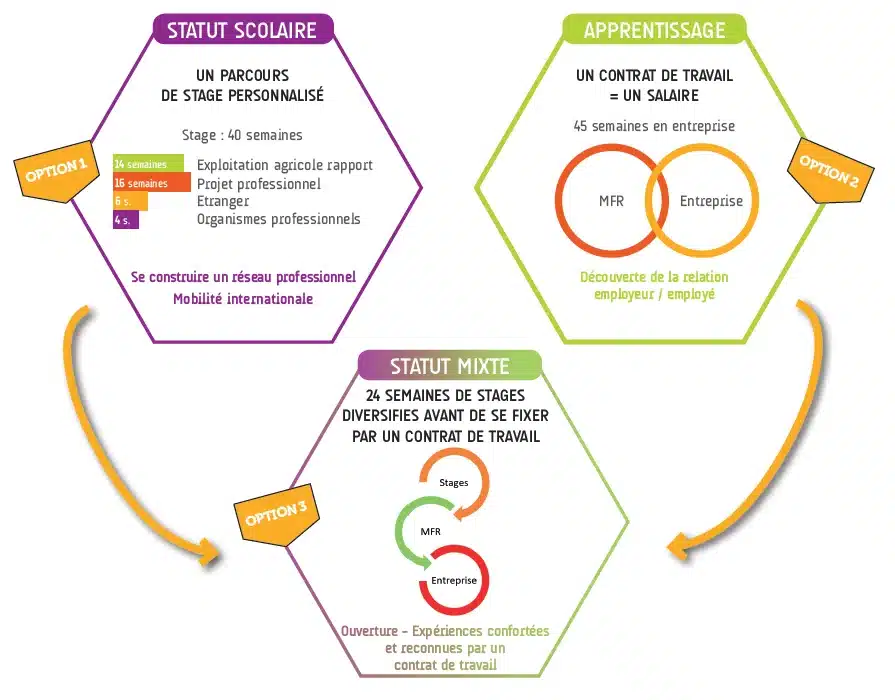 schema des statuts scolaire apprentissage mixte avec options